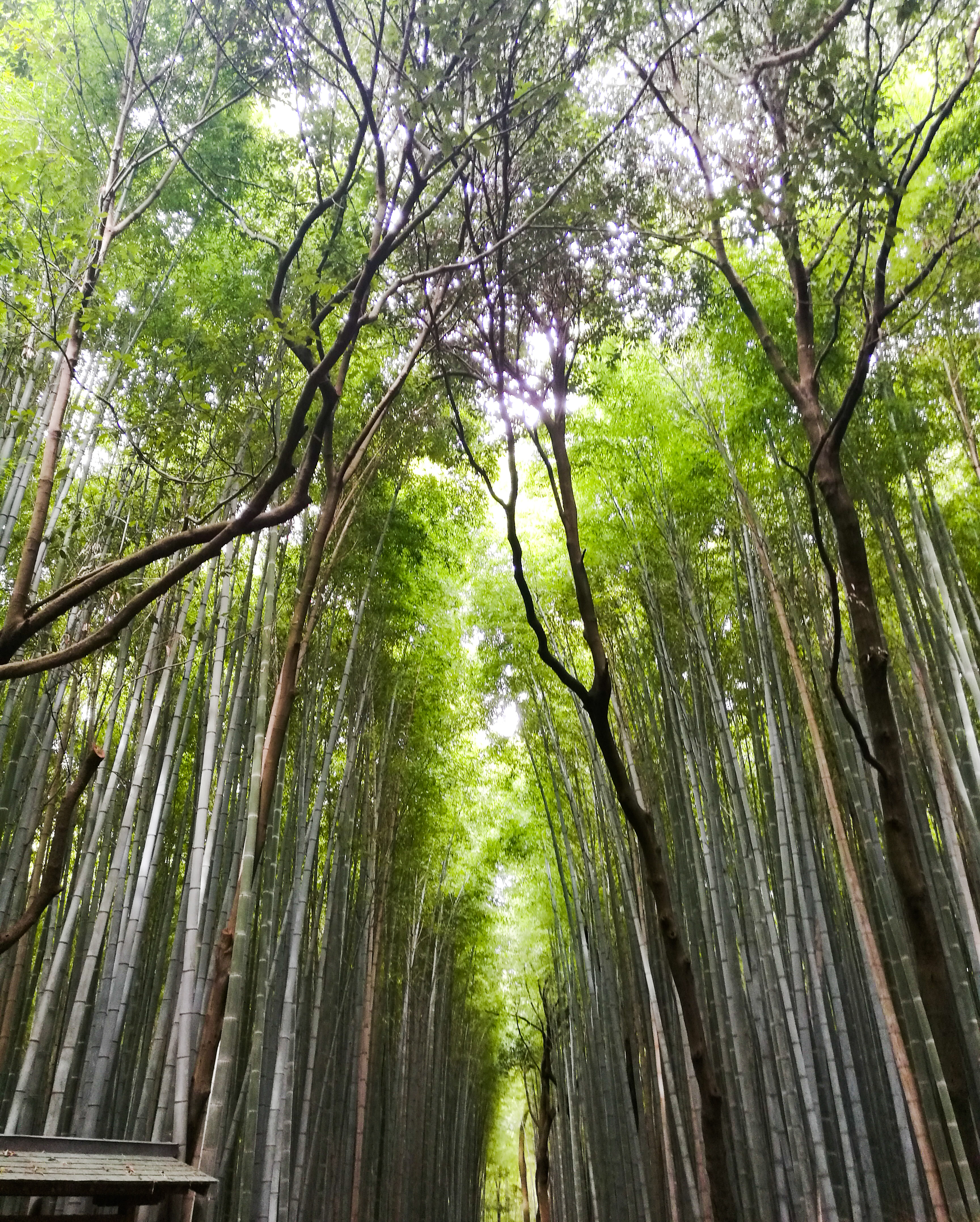 Arashiyama