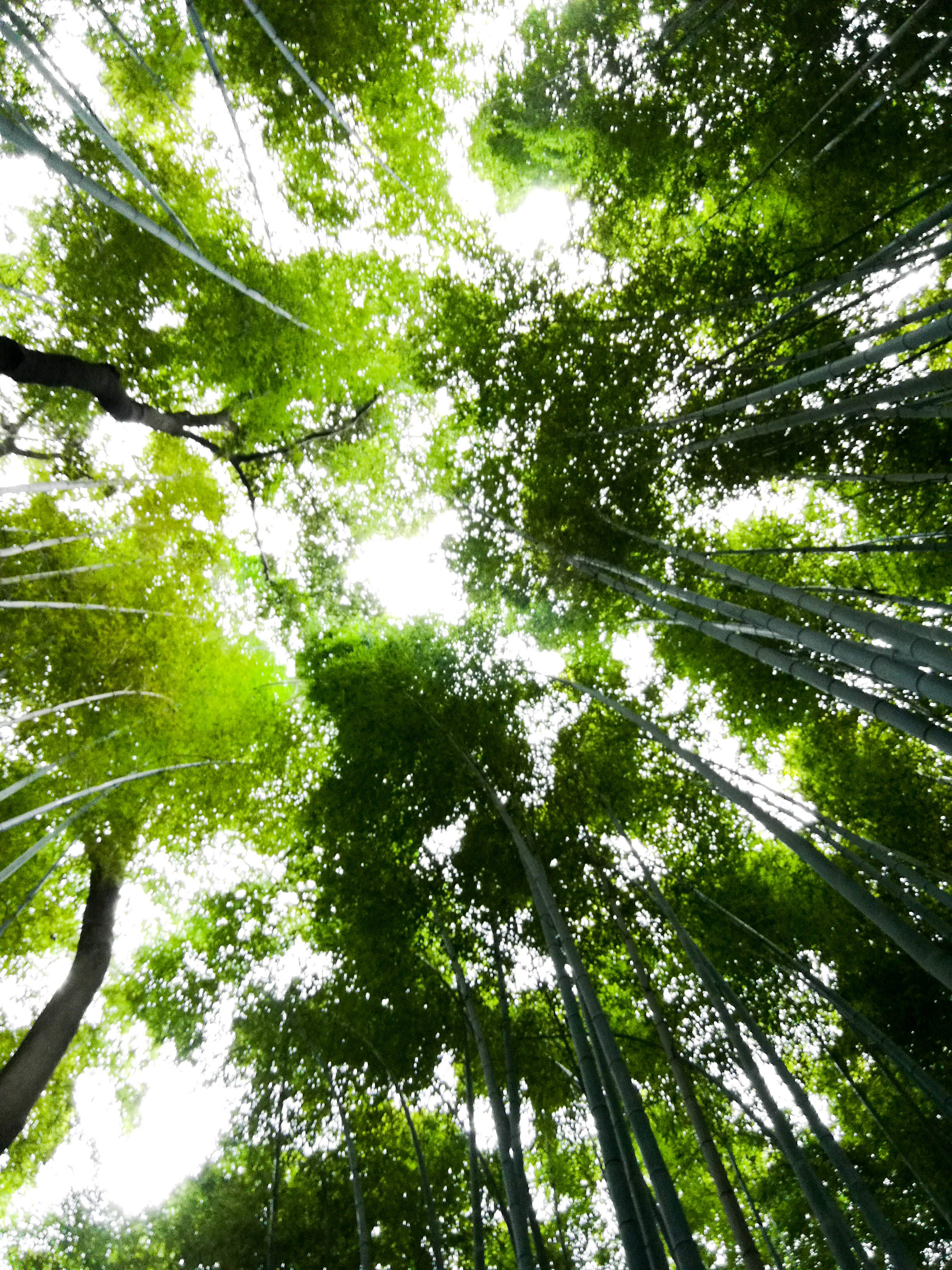 Arashiyama Sky